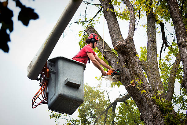 How Our Tree Care Process Works  in Huron, CA